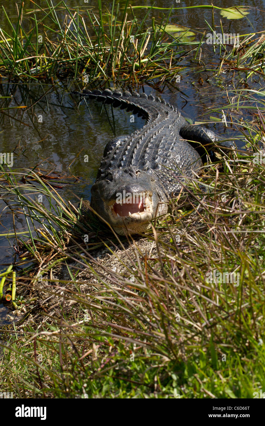 American Alligator (Alligator mississippiensis) Stock Photo