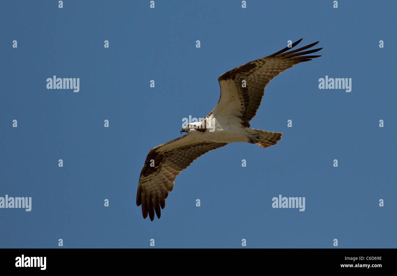 Osprey (Pandion haliaetus) in flight Stock Photo