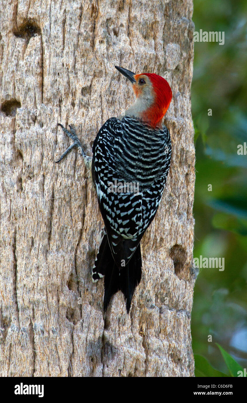 Blue Jay & Red-bellied Woodpecker Stock Photo - Alamy