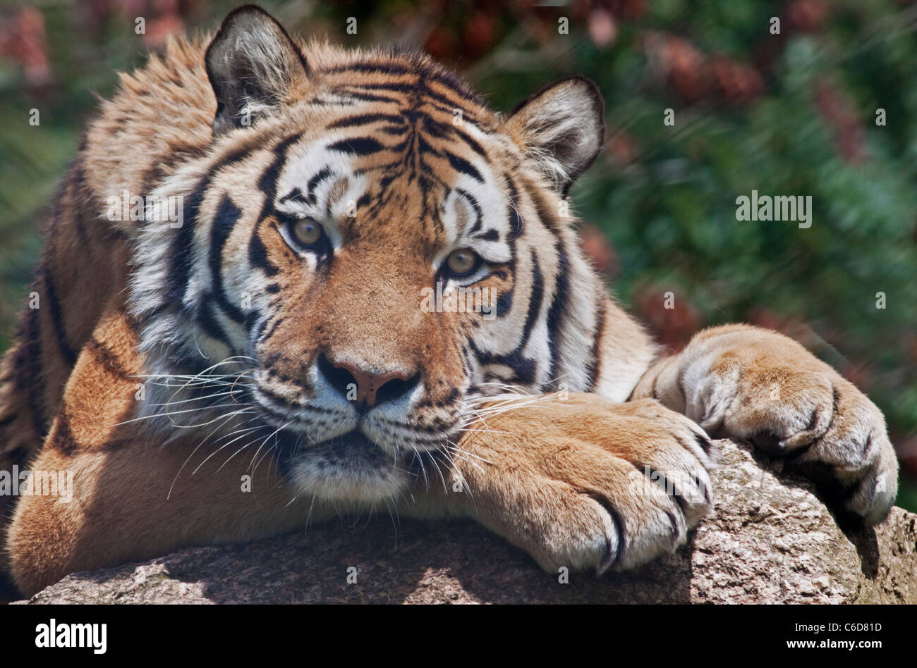 Amur Tiger/Siberian Tiger (panthera tigris altaica) Stock Photo
