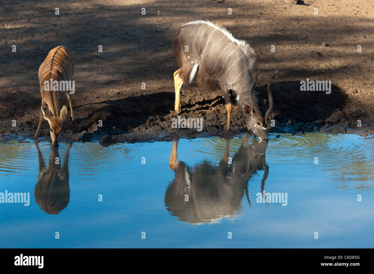 Nyala drinking (Tragelaphus angasi), Mkhuze Game Reserve, iSimangaliso Wetland Park, South Africa Stock Photo