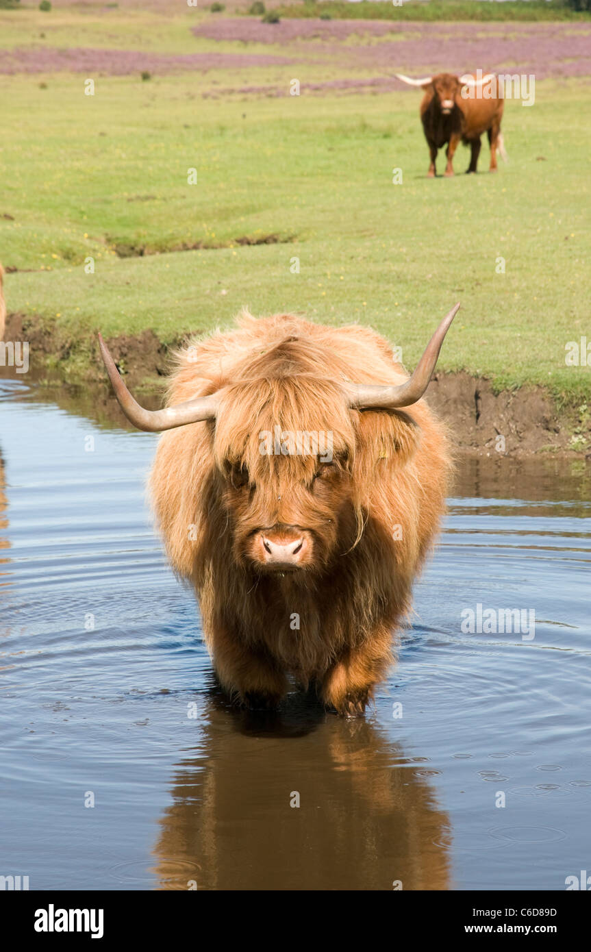 Highland Cattle in the New Forest Stock Photo