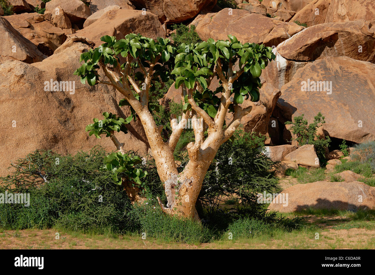 cobas tree or butter tree, succulent tree, Cyphostemma currorii, Spitzkoppe, mountain landscape with granite rocks, Namibia Stock Photo