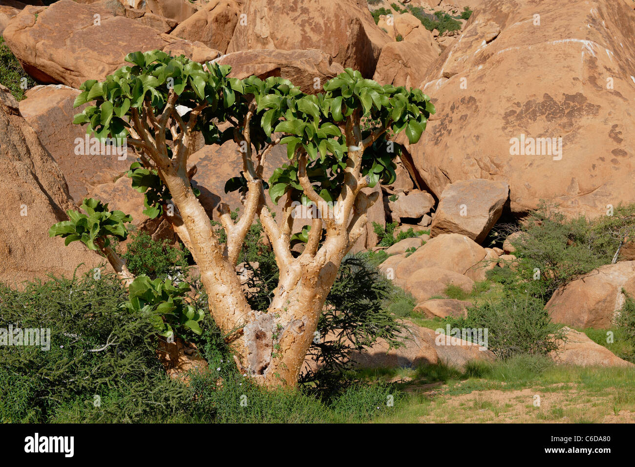 cobas tree or butter tree, succulent tree, Cyphostemma currorii, Spitzkoppe, mountain landscape with granite rocks, Namibia Stock Photo
