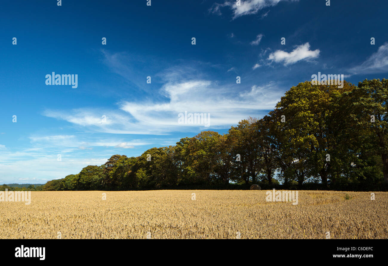 Harvest field in the Chiltern Hills Oxfordshire England UK Stock Photo