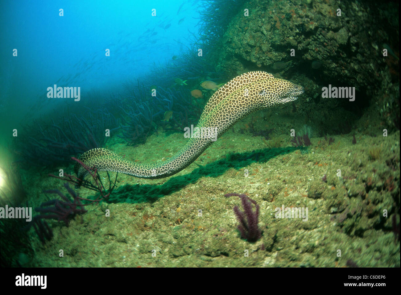 Honeycomb Moray Eel (Gymnothorax favagineus), free swimming, Damanyiat Island, Mascat, Oman Stock Photo