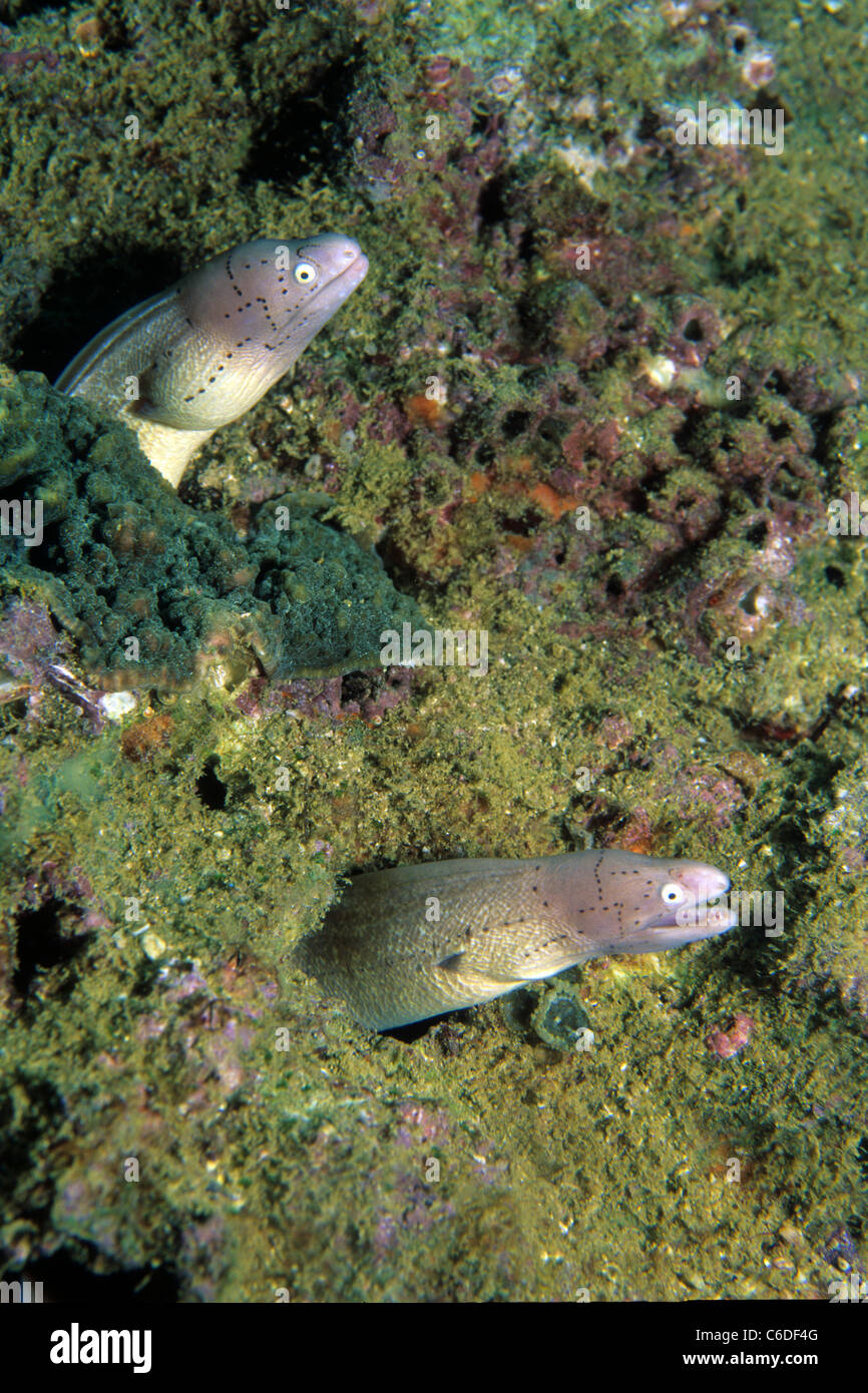 Zwei Graue Muraenen, Sidera grisea, Two Peppered morays, Siderea grisea Stock Photo