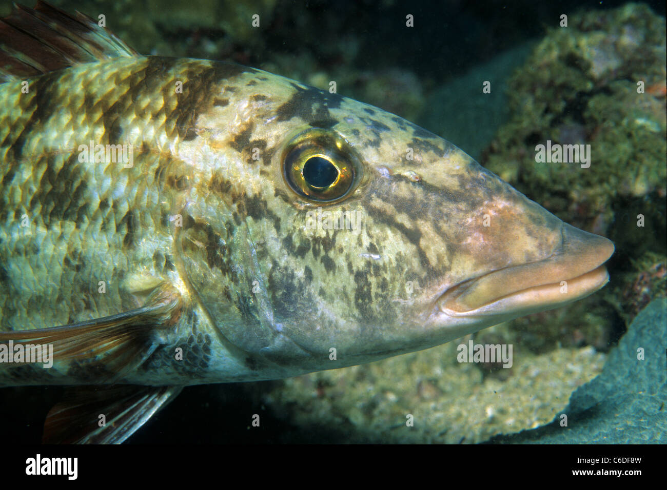 Gesprengelter Strassenkehrer, Lethrinus variegatus,  Slender emperor, Lethrinus variegatus Stock Photo