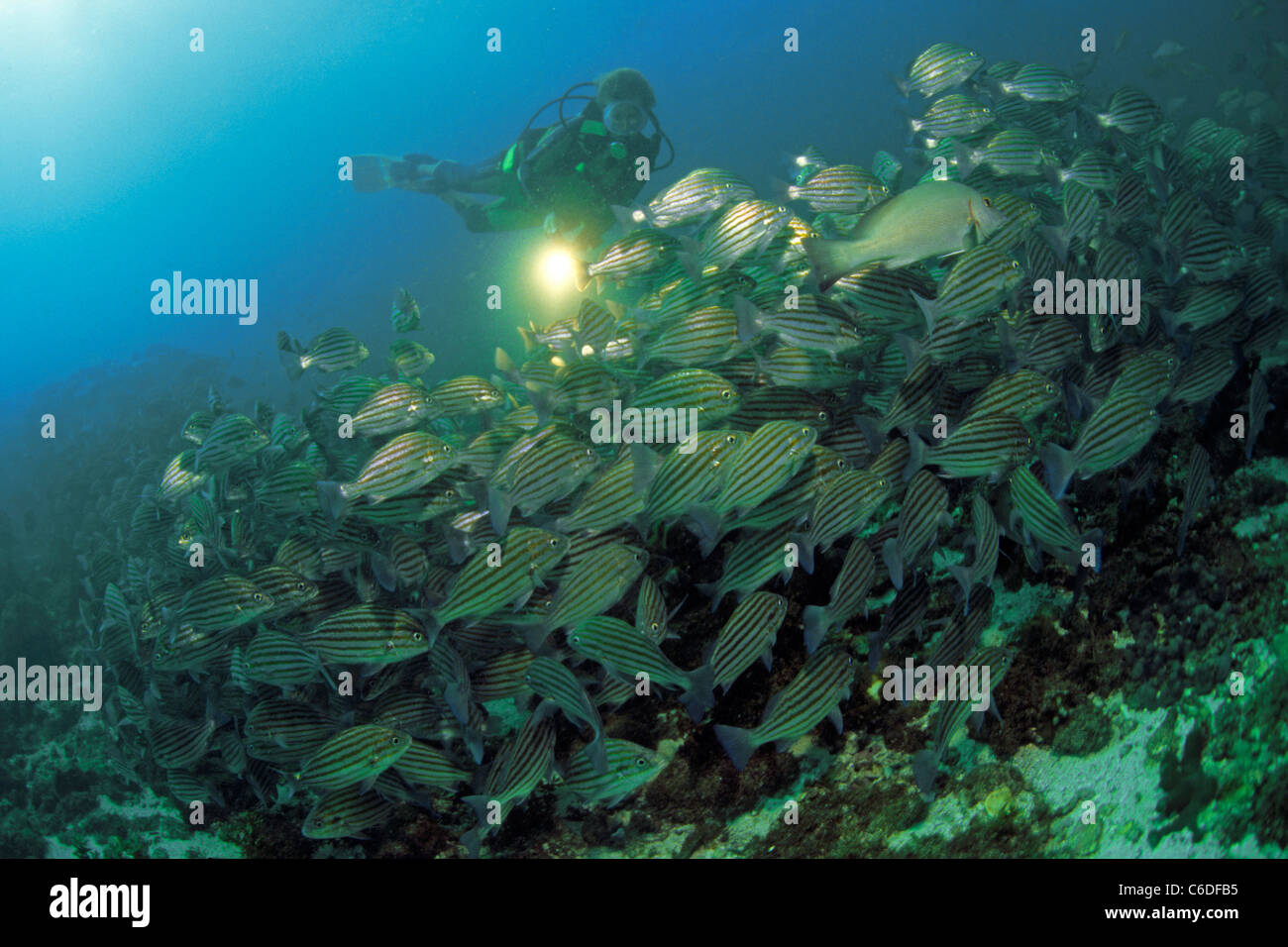 Grunzer, Pomadasys taeniatus,  Bronzestriped grunt, Pomadasys taeniatus Stock Photo