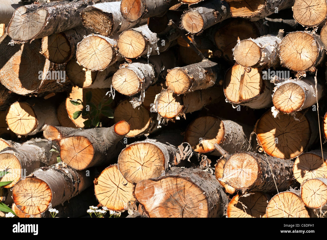 round birch wood stacked in a pile of background Stock Photo - Alamy
