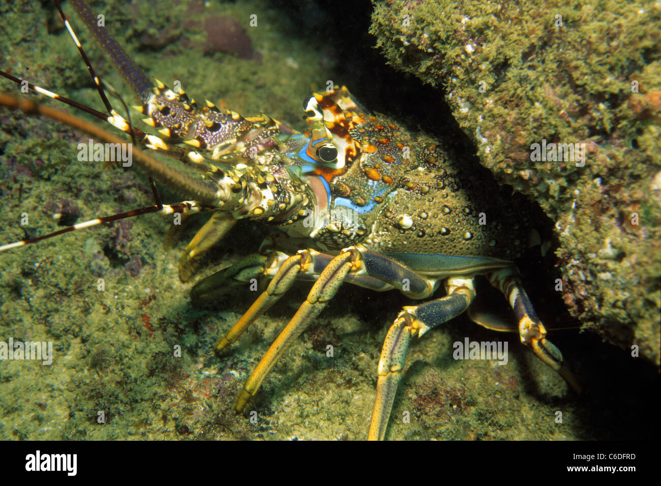 Kamm-Languste, Panulirus homarus, Scalloped spiny lobster, Panulirus homarus, Stock Photo