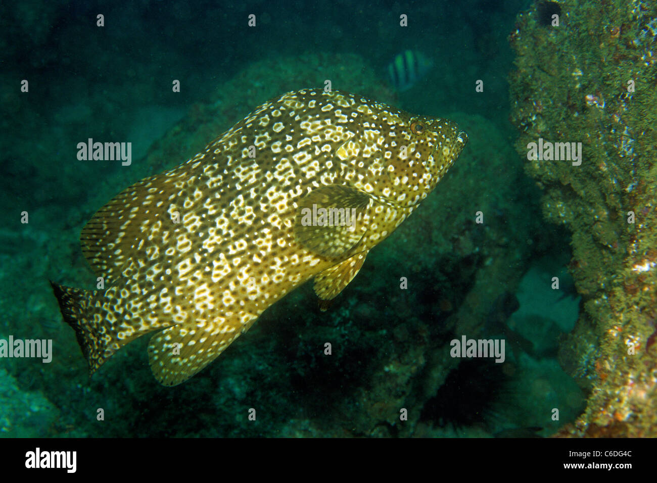 Ozelot Zackenbarsch, Dermatolepis striolatus, Ozelot-grouper, Dermatolepis striolatus, Stock Photo