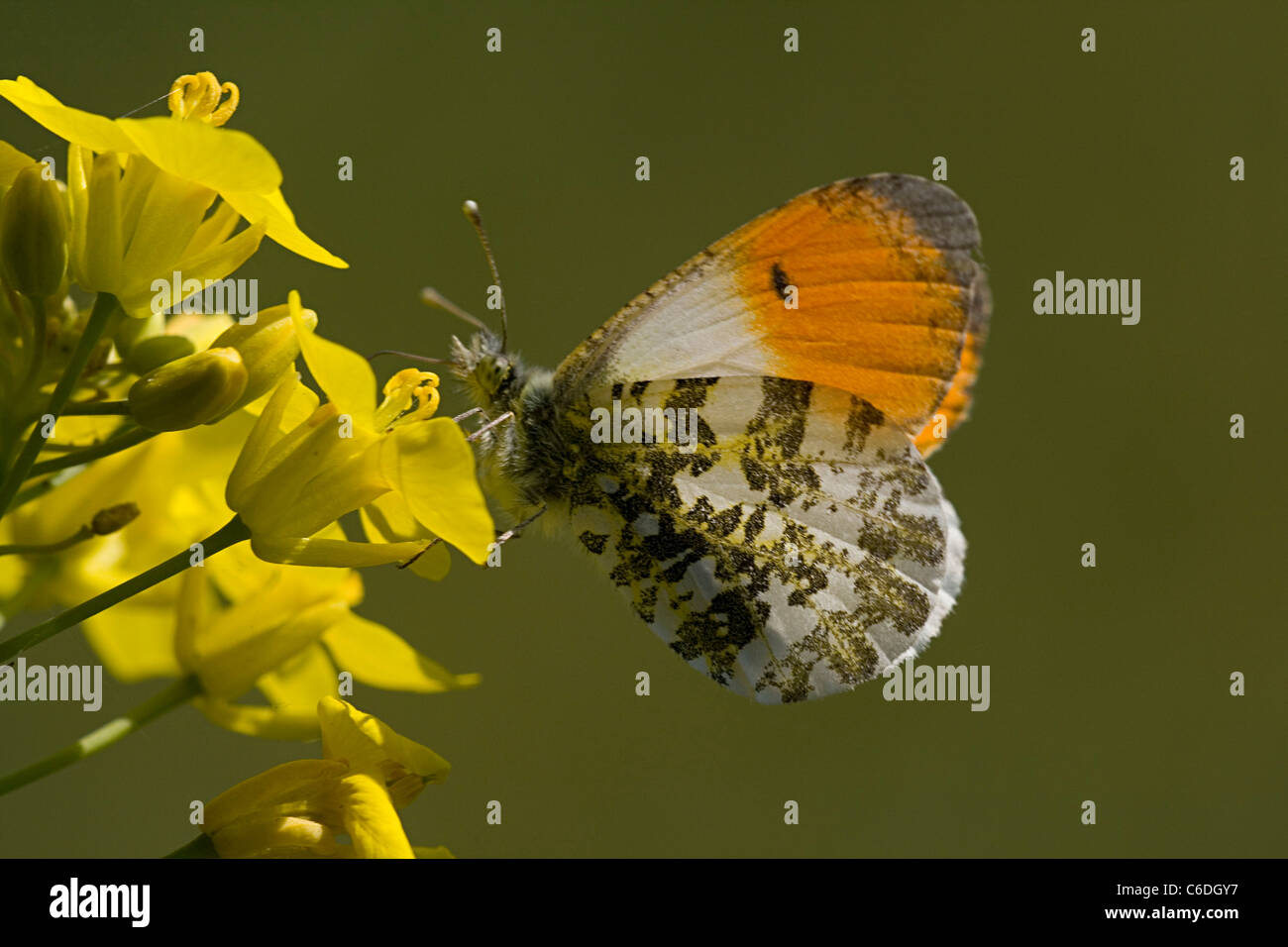 Male Orange Tip Stock Photo Alamy