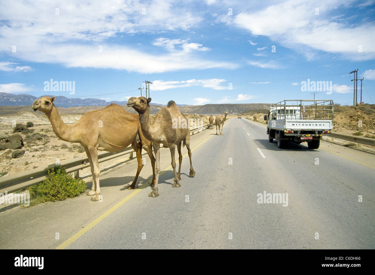Dromedar, Einhoeckriges oder Arabisches Kamel, Camelus dromedarius, Salalah, Dromedary, at the road to Salalah Stock Photo