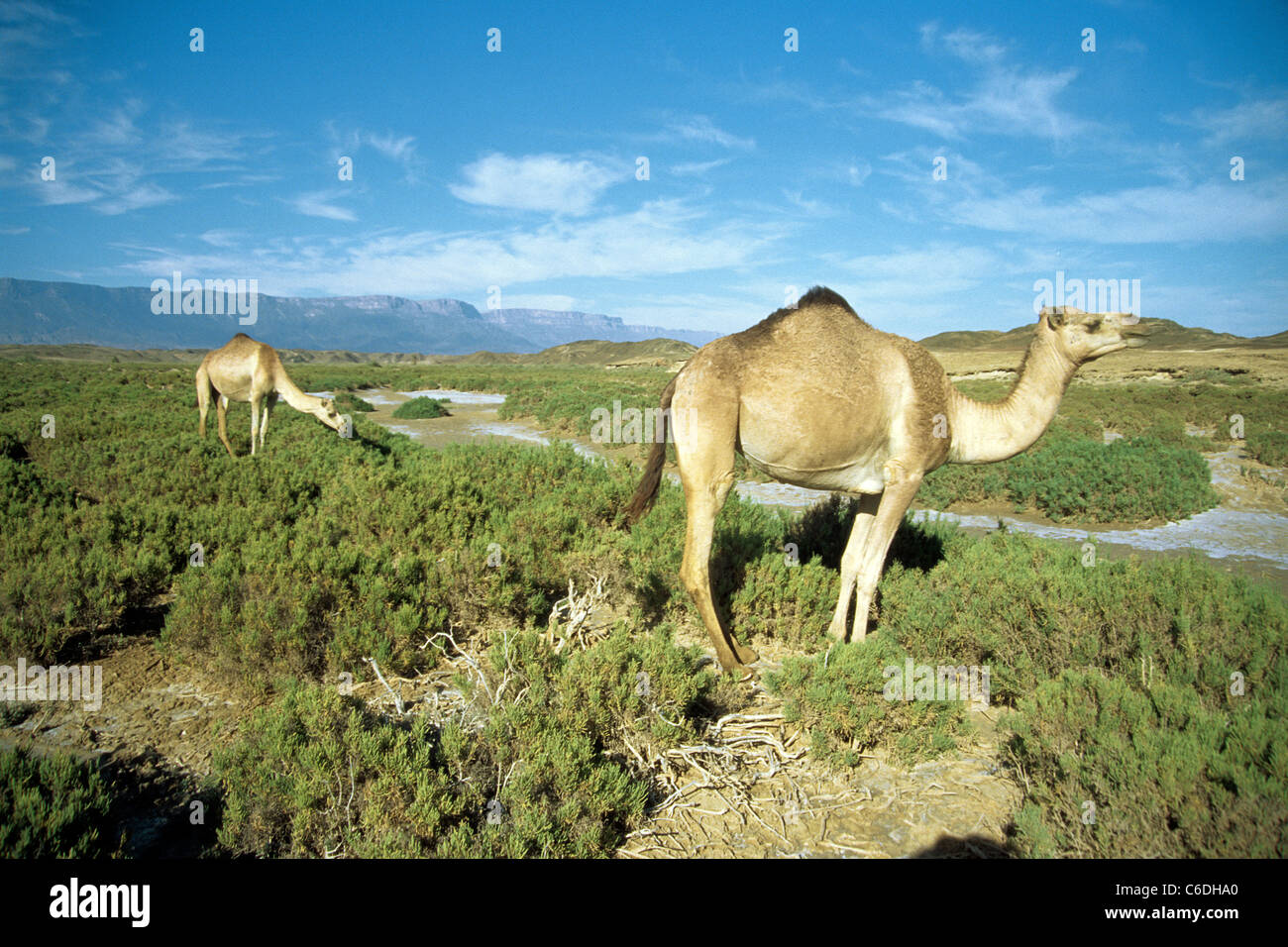 Dromedary, Camelus dromedarius, in the sand desert of Salalah, Oman, Asia Stock Photo