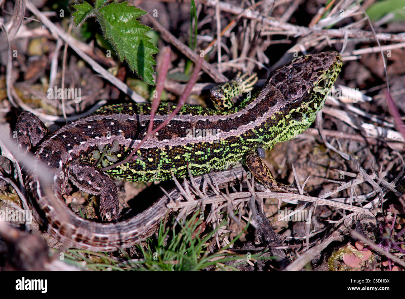 Male sand lizard (Lacerta agilis) in breeding condition. Dorset, UK