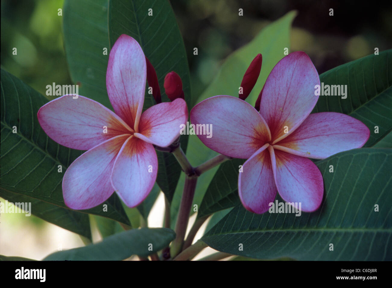 Blumenbluete, Salalah, Flower blossom, Salalah Stock Photo