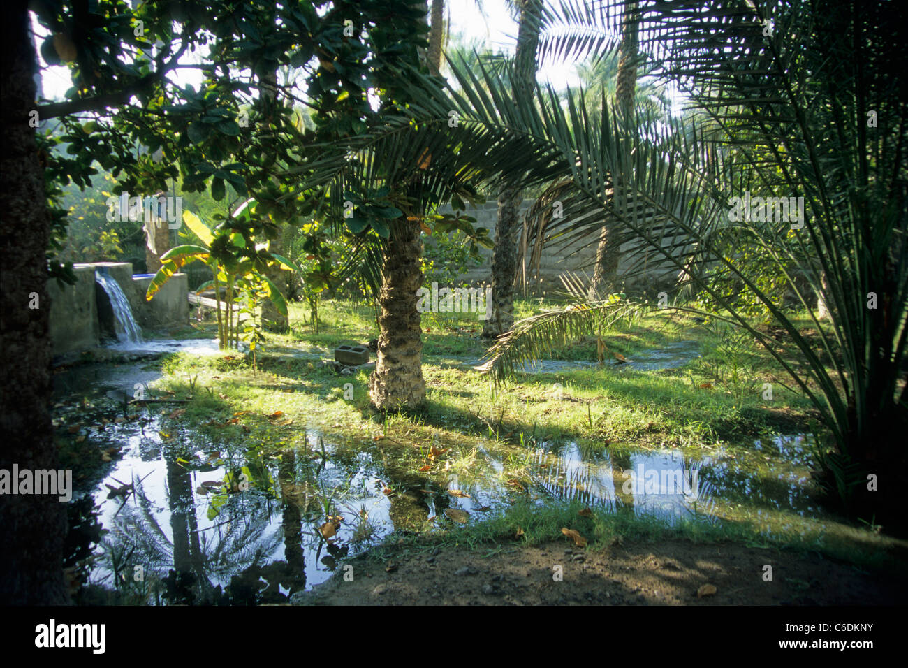 Date palm plantation, date grove, Khasab, Musandam, Oman Stock Photo