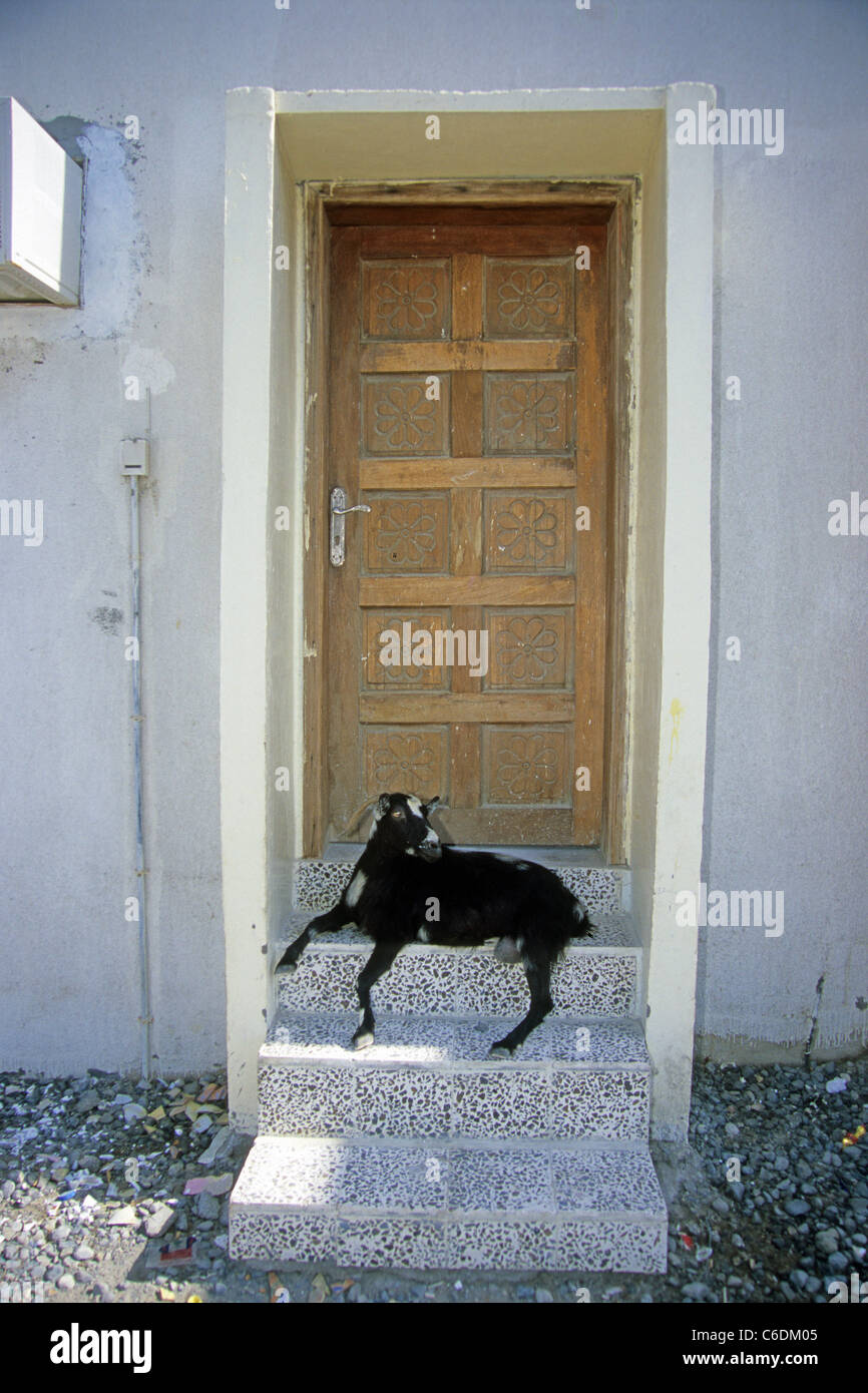 Ziege liegt im Schatten, vor einer Tuer, Goat searching for shadow in front of a door, Stock Photo