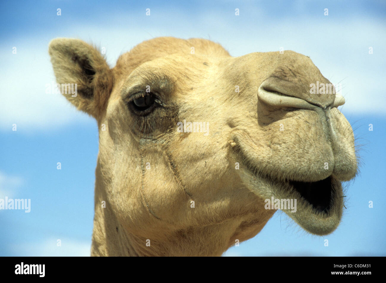 Dromedary, Camelus dromedarius, in the sand desert of Salalah, Oman Stock Photo