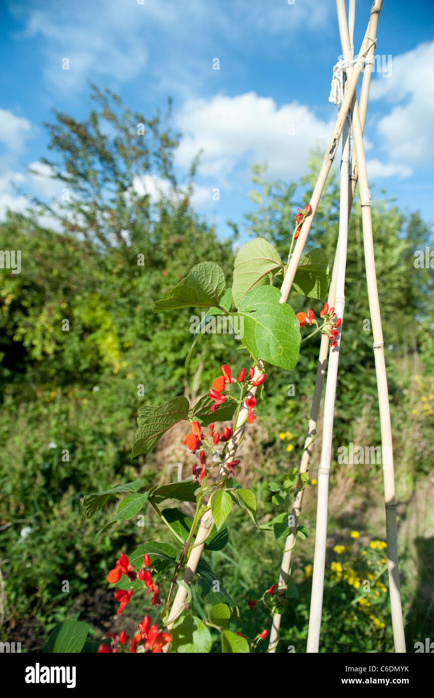 A wigwam growing technique with bamboo sticks holding up the runner beans with red flowers on a sunny summer evening in august Stock Photo