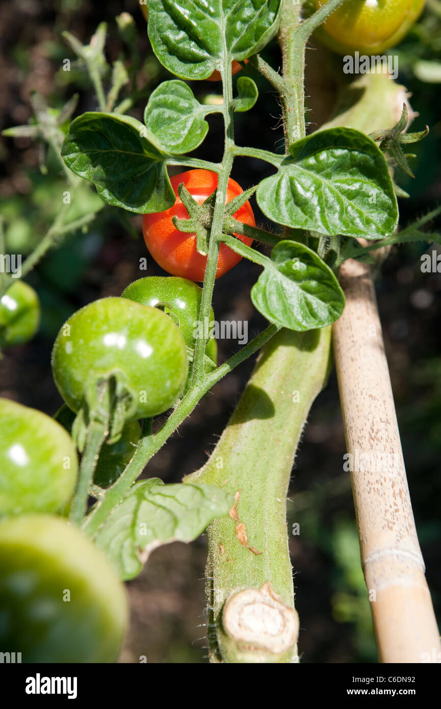Late ripening tomatoes hi-res stock photography and images - Alamy
