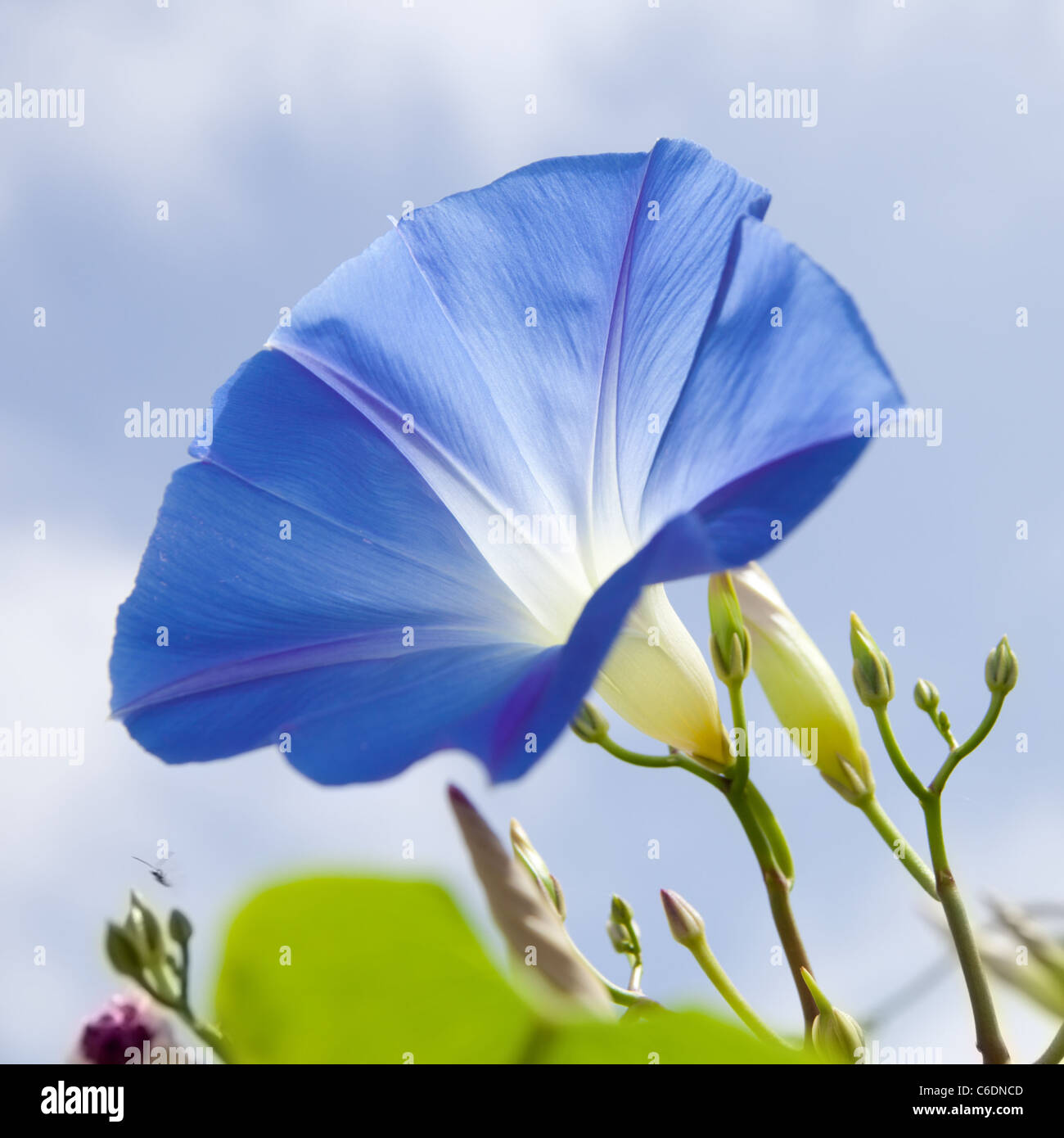 blue ipomoea, sunny Stock Photo
