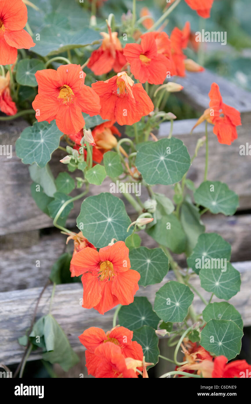 Nasturtium with orange flower (Whirlybird Tangerine), edible flower