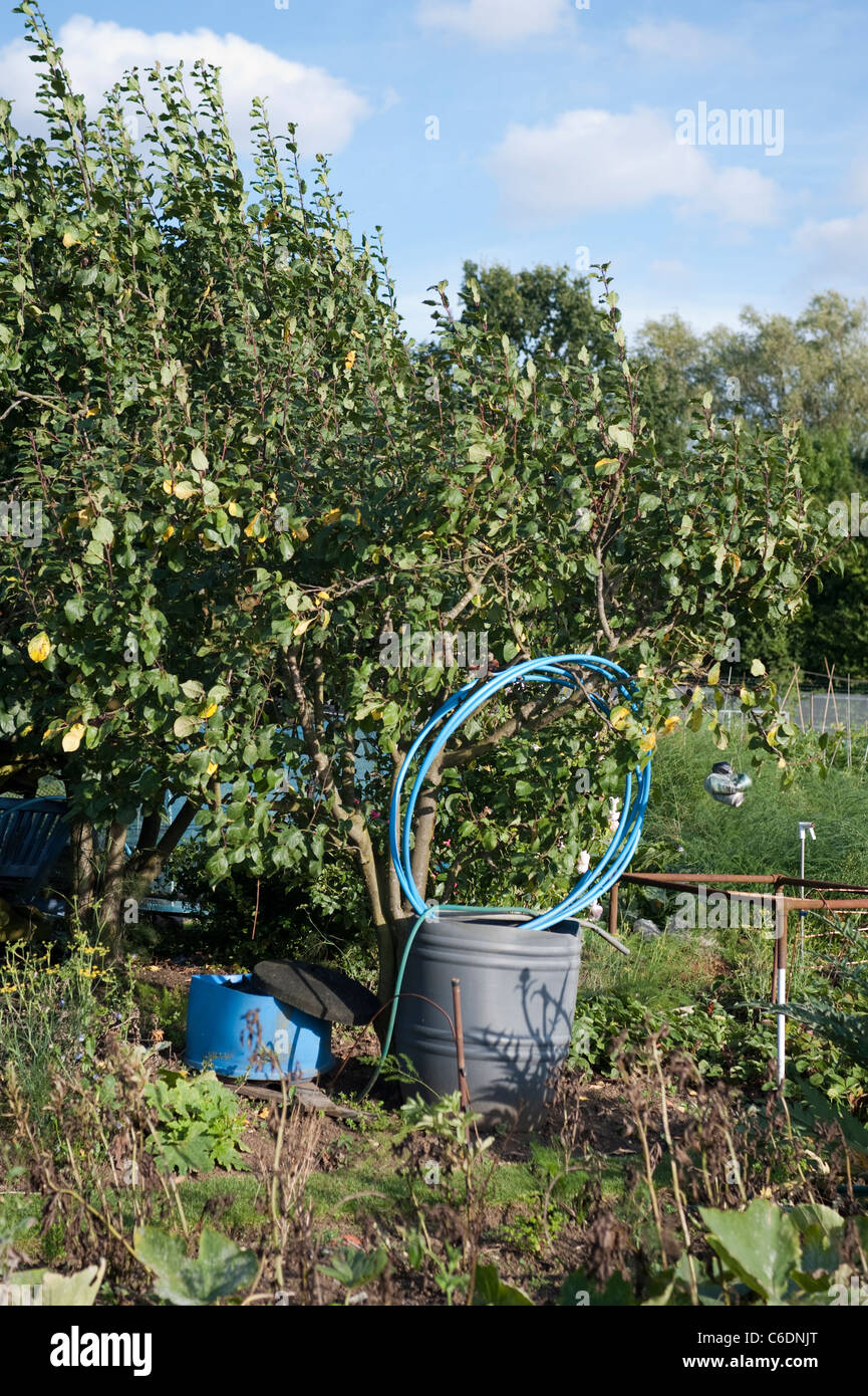 A tub and watering system in an allotment on a sunny summer evening in august by a tree. Stock Photo