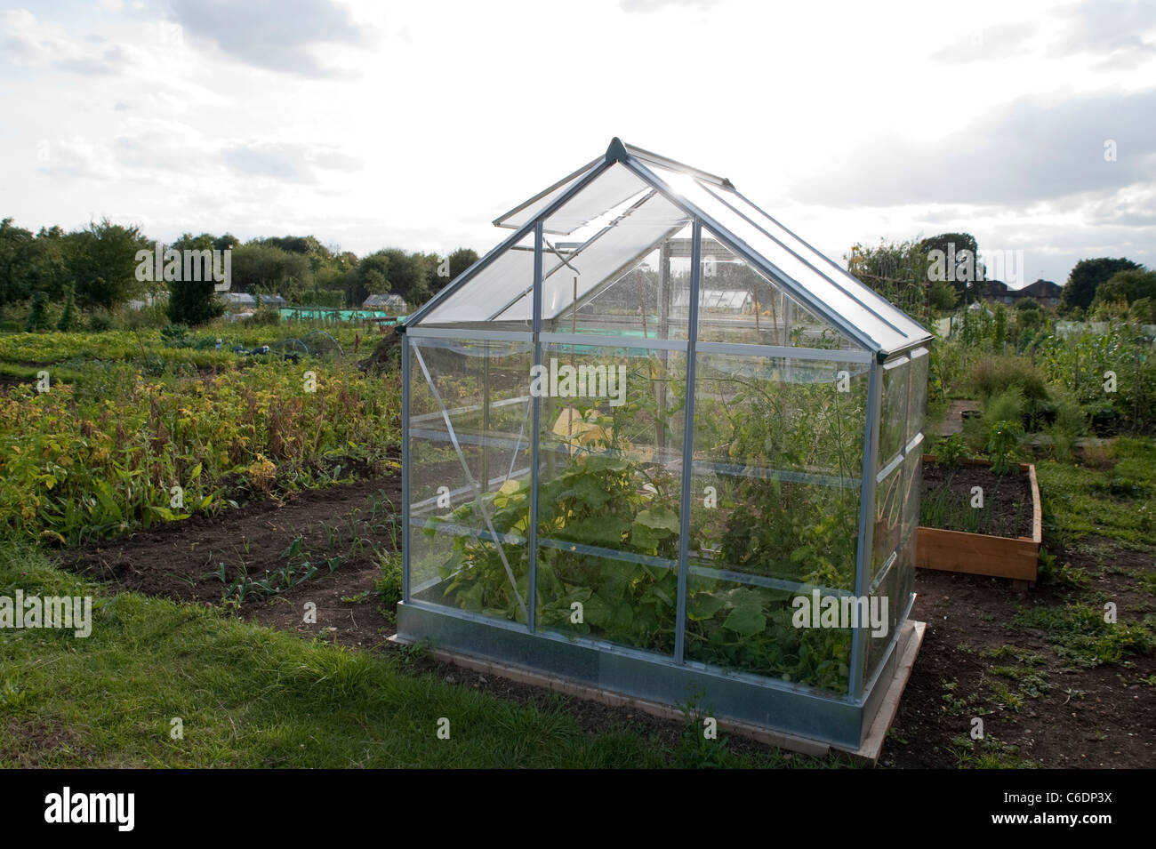 A greenhouse in an allotment on a sunny summer evening in August. Plants growing inside..City