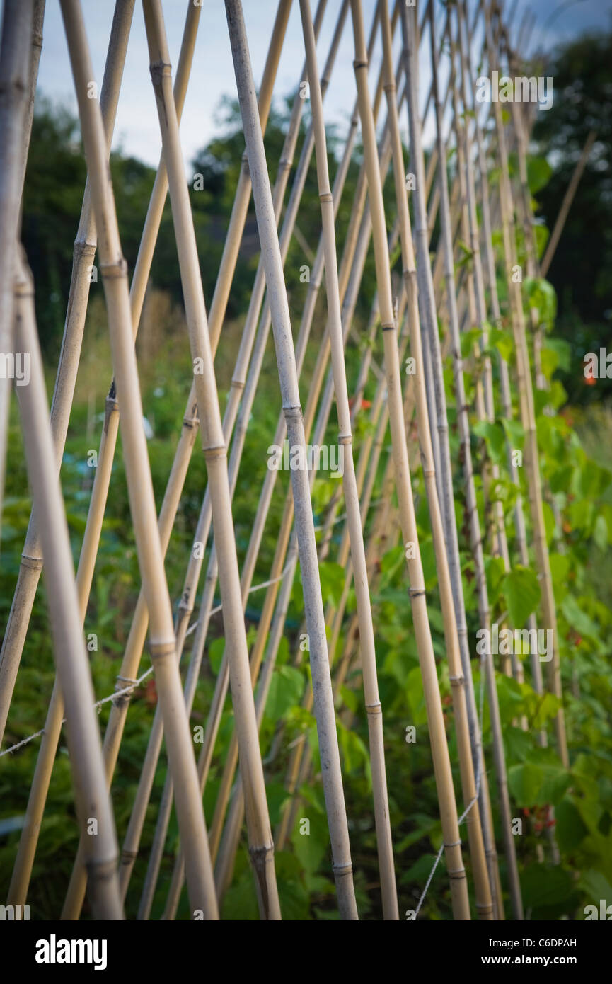 Cane support sticks for runner beans to twine up on to or climb on in