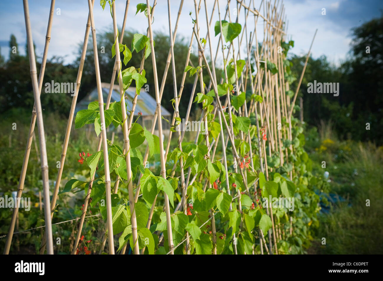 Runner beans growing hires stock photography and images Alamy