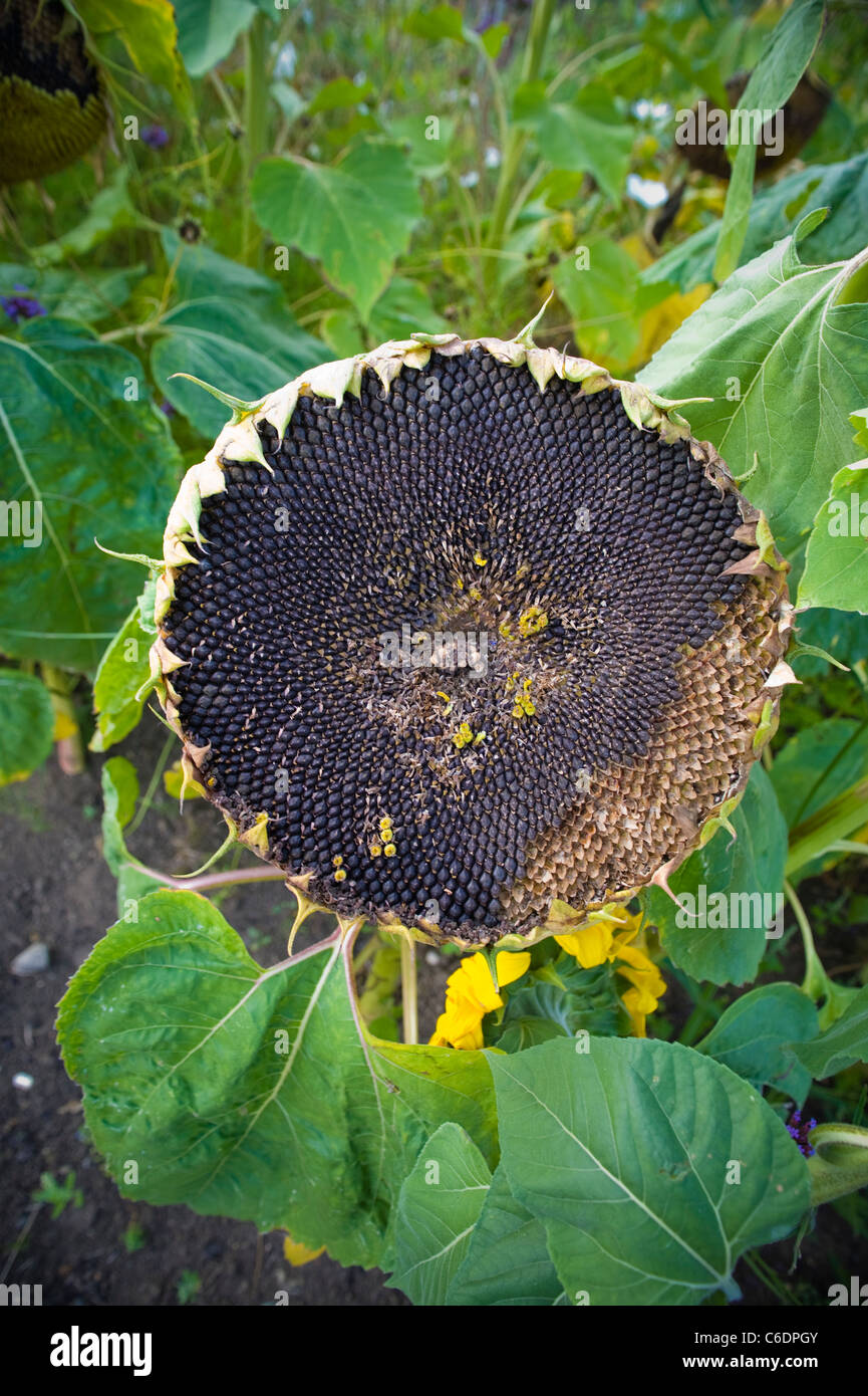 Sunflower seed head hi-res stock photography and images - Alamy