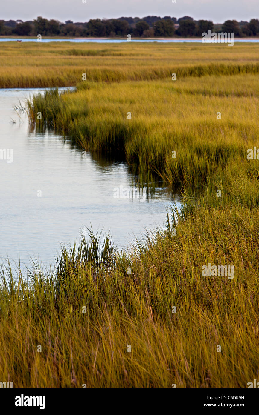 View of marsh grass and tidal creek in Mount Pleasant, South Carolina