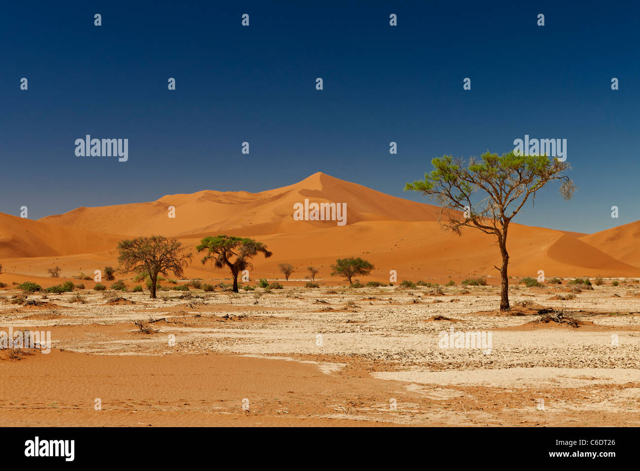 trees in desert landscape of Namib with dunes and red sand at ...