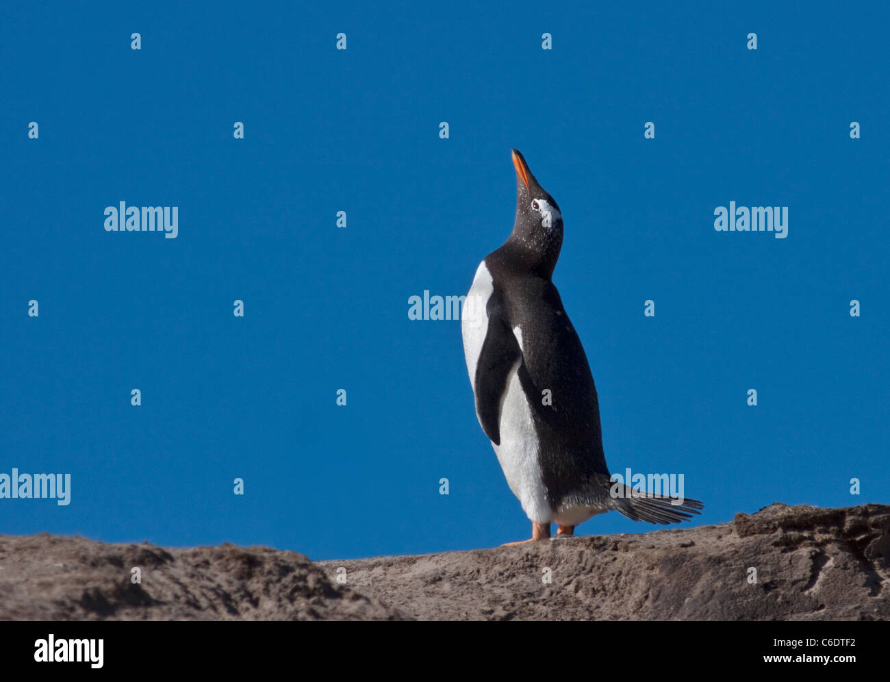 Gentoo Penguin (pygoscelis papua), Saunders Island, Falklands Stock Photo