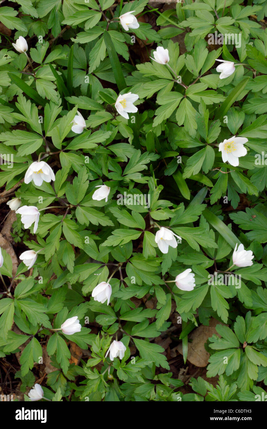 Ancient Woodland Indicator Species Stock Photos & Ancient Woodland