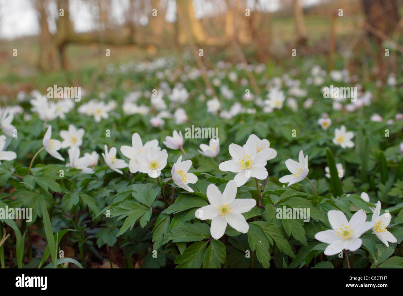 Ancient woodland indicator species hires stock photography and images