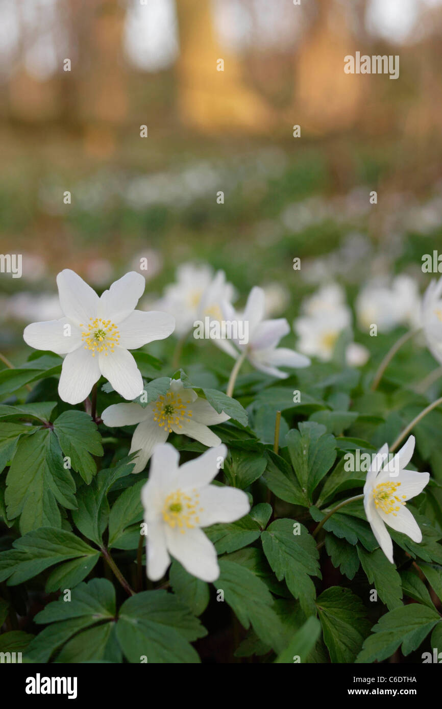 Ancient woodland indicator species hires stock photography and images