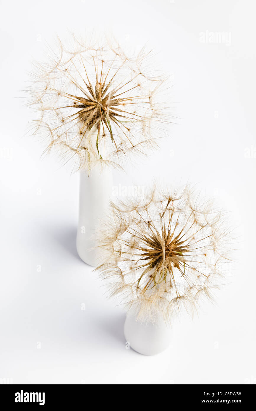 Two Seed heads of a salsify in a white Vase Stock Photo