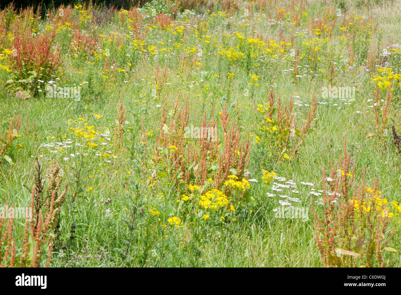 Blake's Meadow with wild flowers, Marlpit, Norwich, Norfolk Stock Photo Alamy