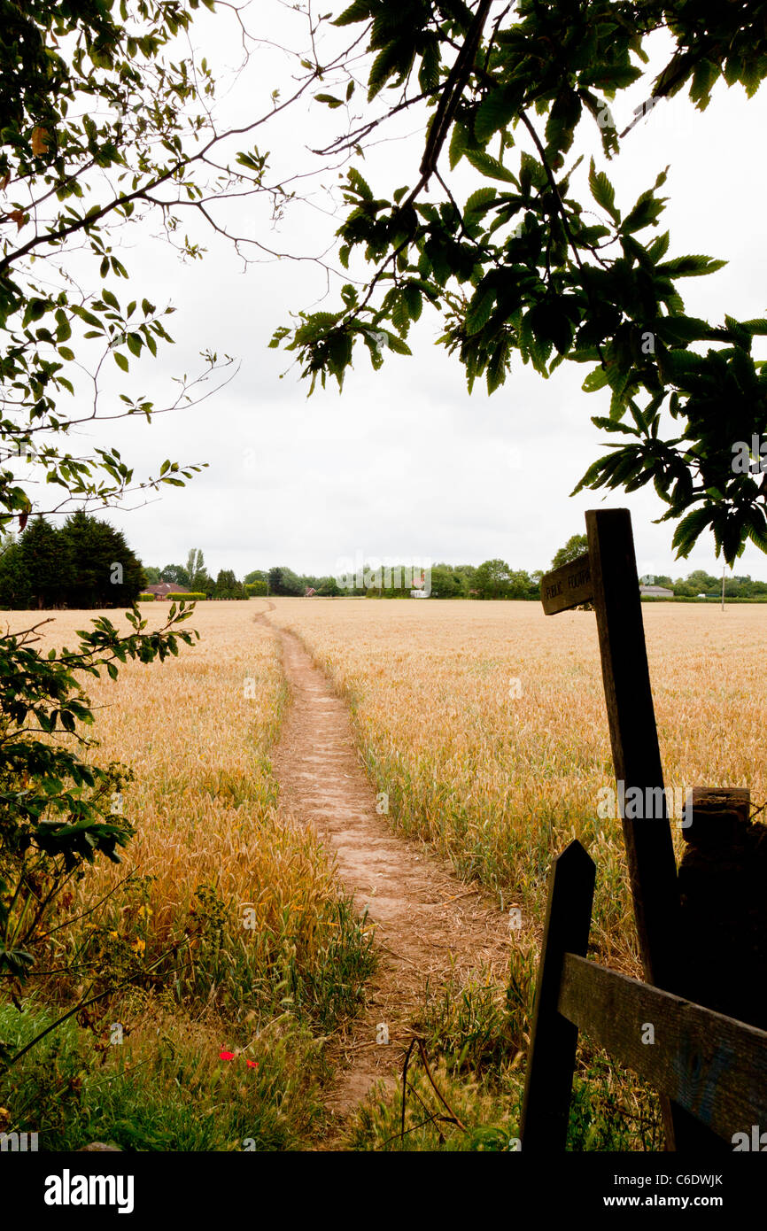 Footpath through wheatfield in Norfolk, England with finger post showing direction of footpath Stock Photo