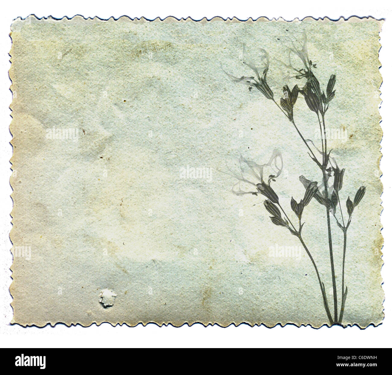 grunge background with flower Stock Photo - Alamy