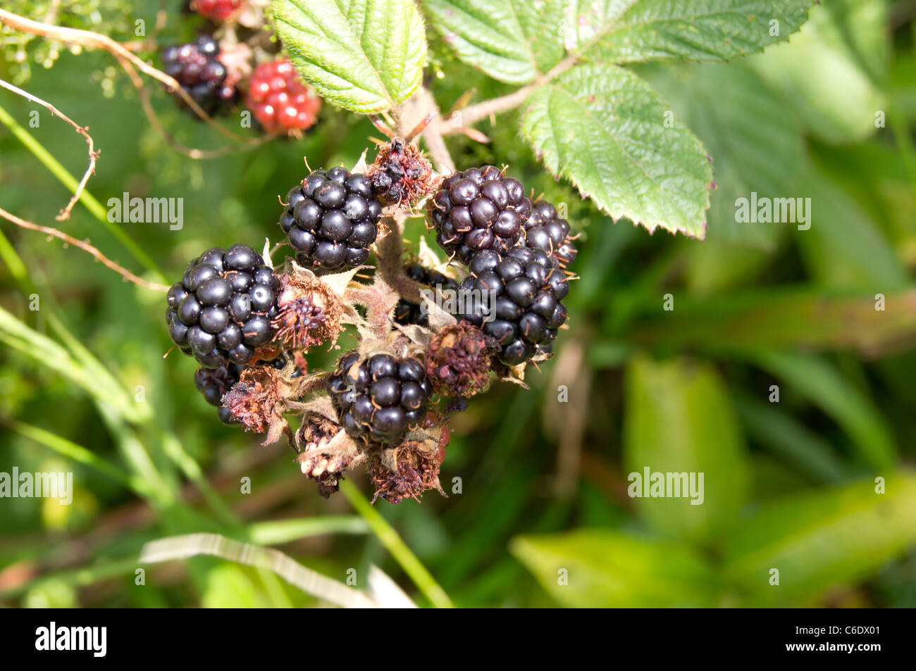 Jpeg Raspberry Hedge Hedge fruit hi-res stock photography and images - Alamy