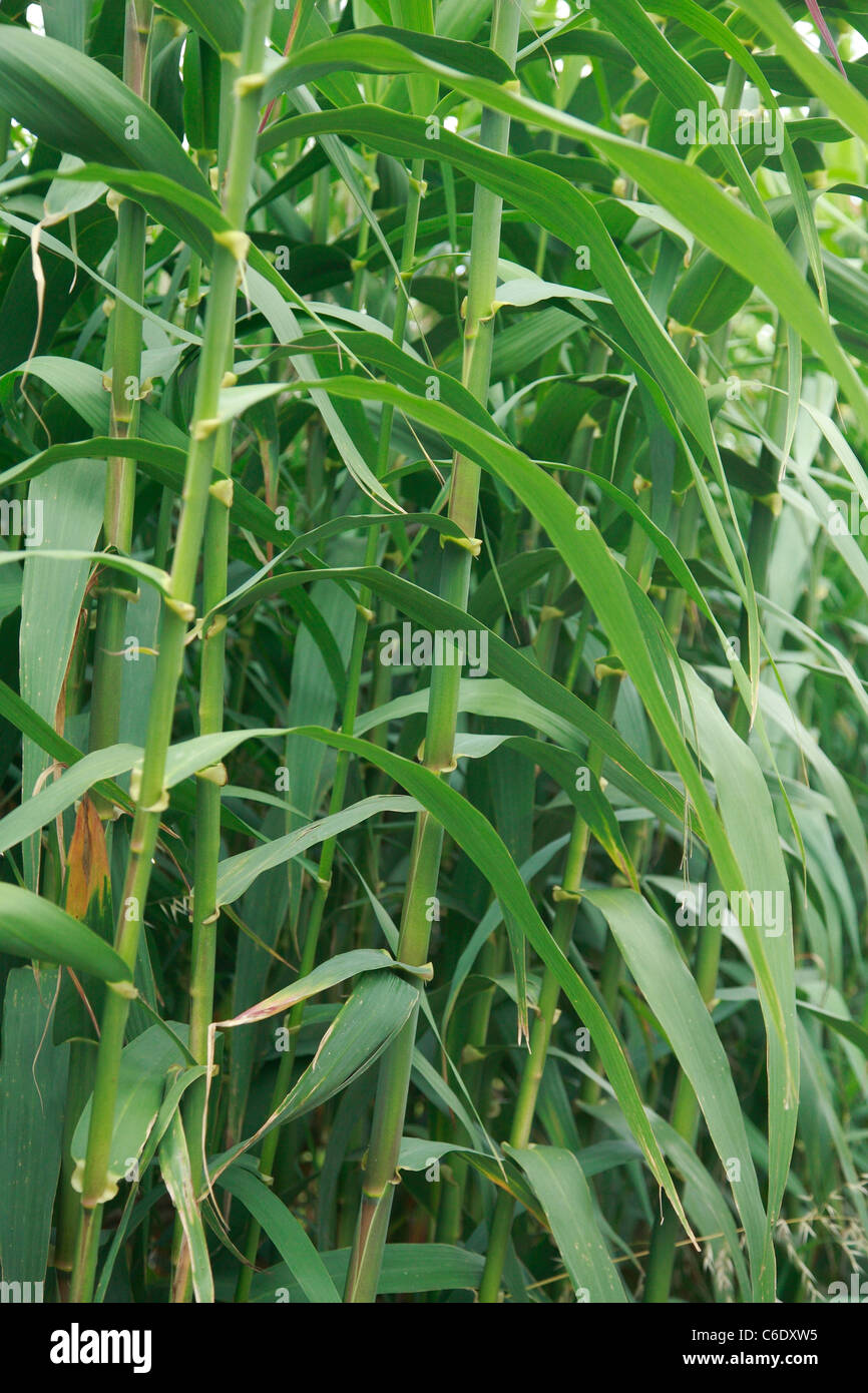 Giant reed arundo donax hi-res stock photography and images - Alamy