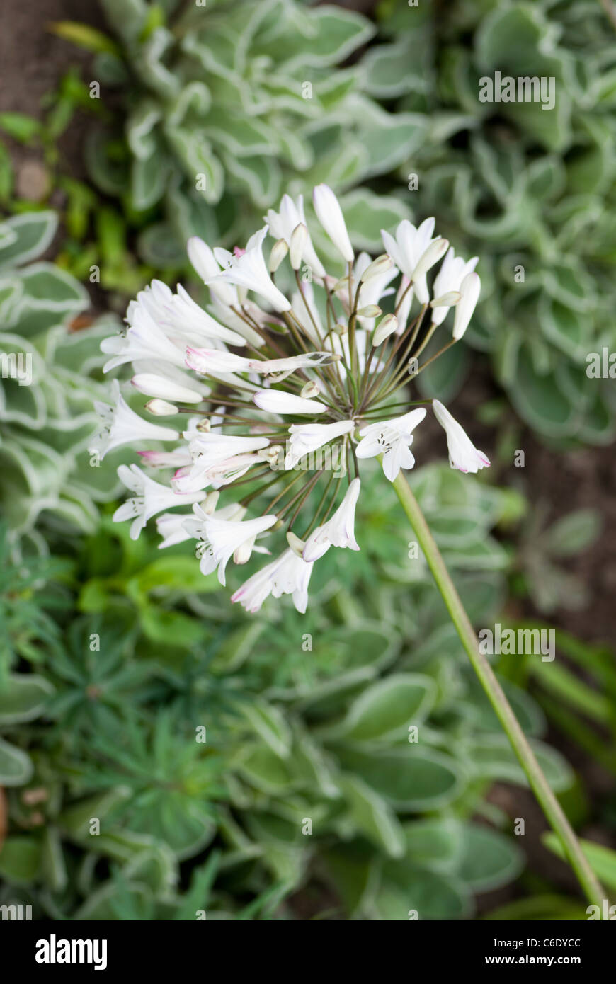 Bulbo Agapanthus Africanus 'Albus' - Pianta Da Fiore, Per Giardino O Vaso - Foto 9