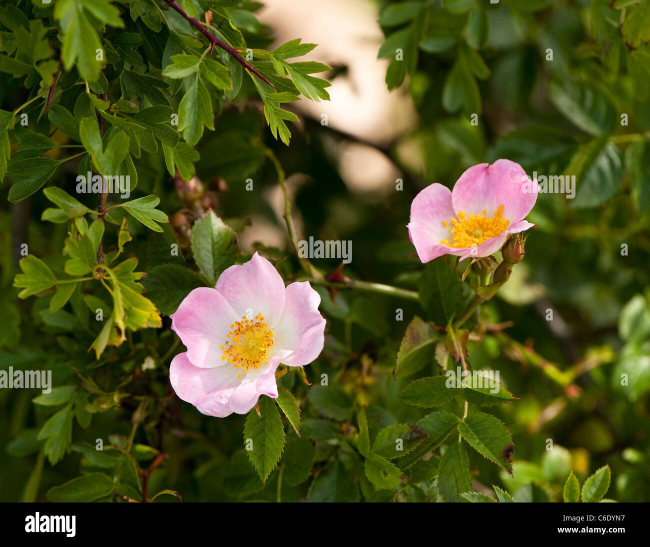 Dog Roses, Rosa canina, in flower Stock Photo - Alamy