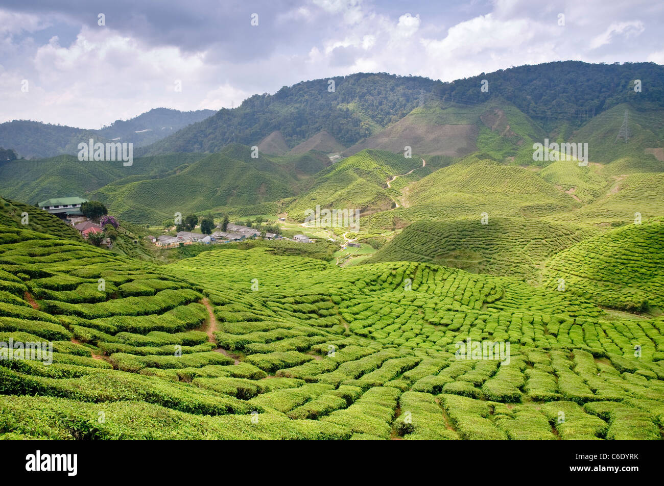 Tea plantation, Cameron Highlands, Malaysia, Southeast Asia, Asia Stock Photo Alamy