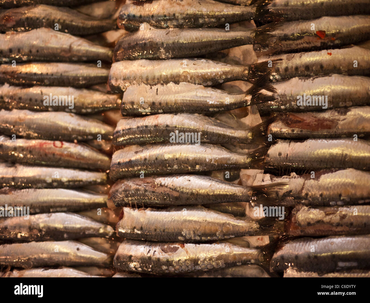 Sardine fillets in neat rows for sale in French market Stock Photo Alamy