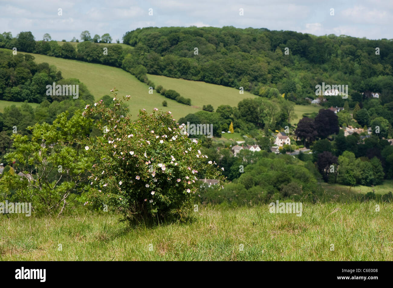 Dog Rose, Rosa canina, with the Cotswold village of Slad in the background, near Stroud, Gloucestershire, England Stock Photo